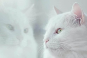 Nama Kucing Jantan Putih 1